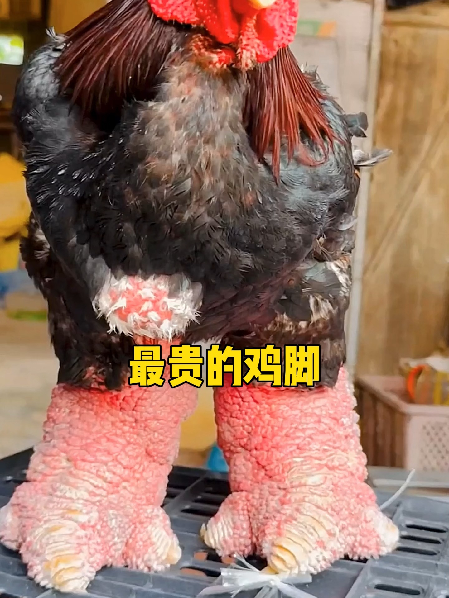 什么天价鸡脚?一对能卖15000?