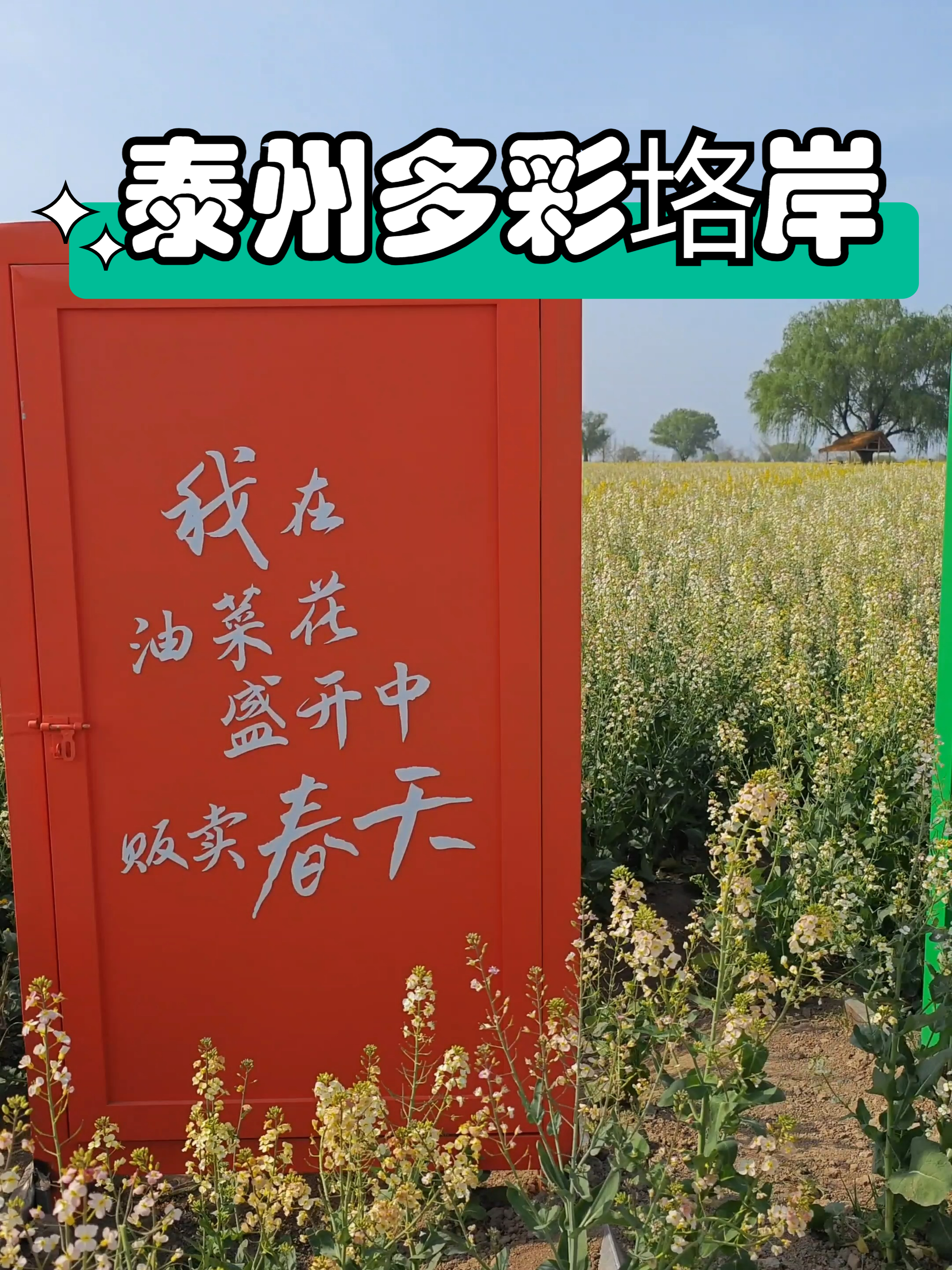 泰州多彩垎岸,火爆朋友圈的彩色油菜花海,清明节旅行不能错过它