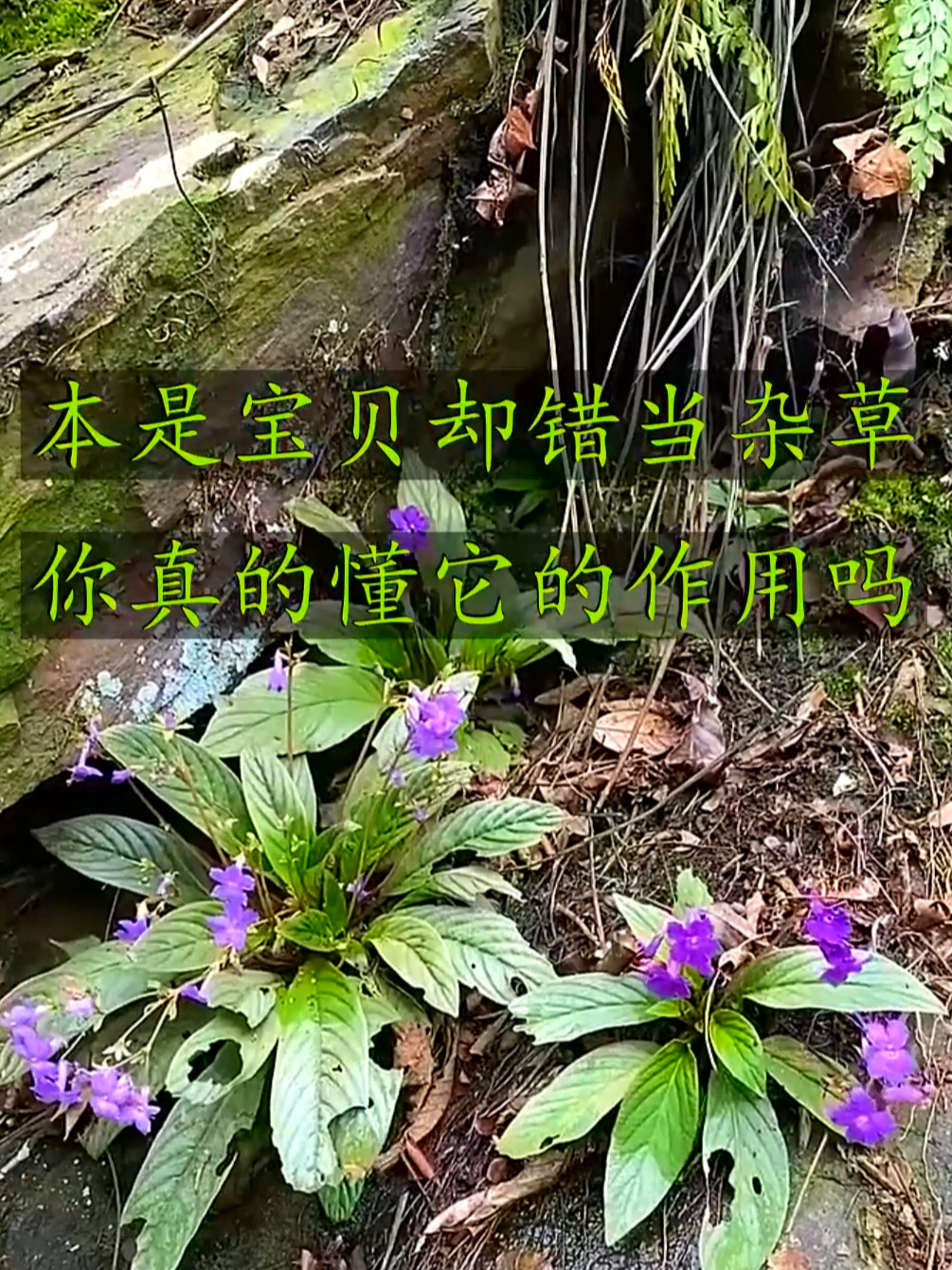 岩白菜又名长瓣苣苔花,止咳化痰效果佳,山里宝贝快采回家