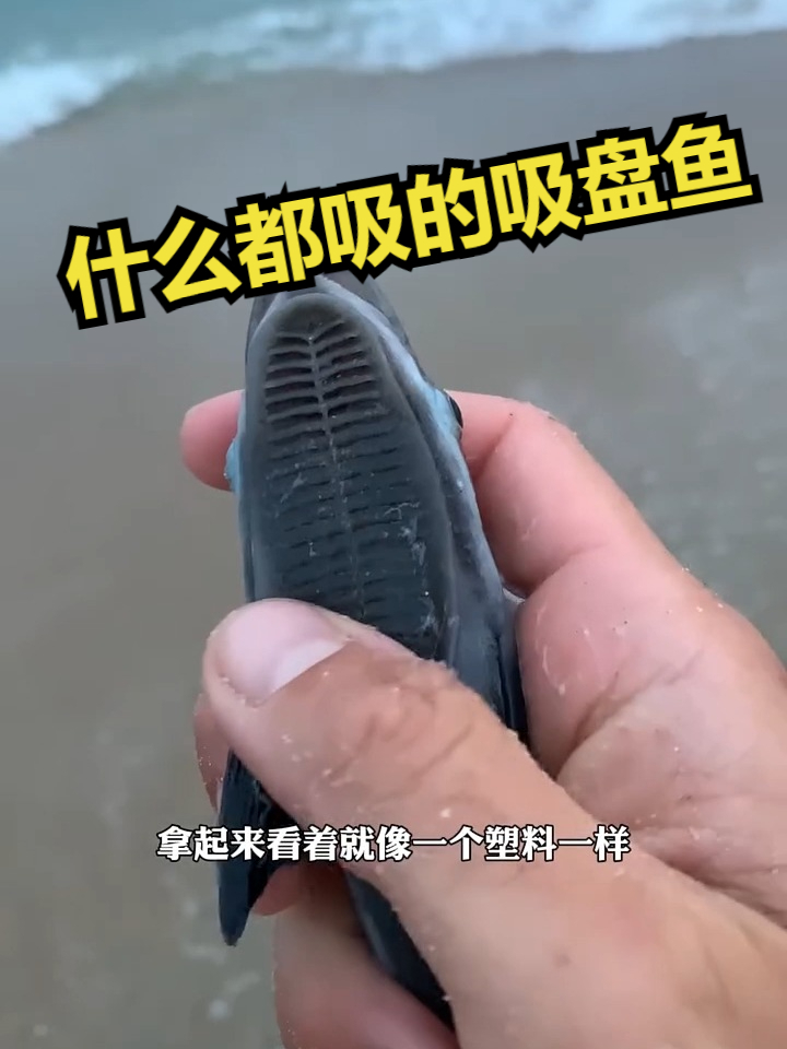 什么都吸的吸盘鱼
