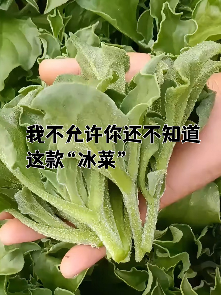 自从种了这款冰菜,孩子吵着非吃不停