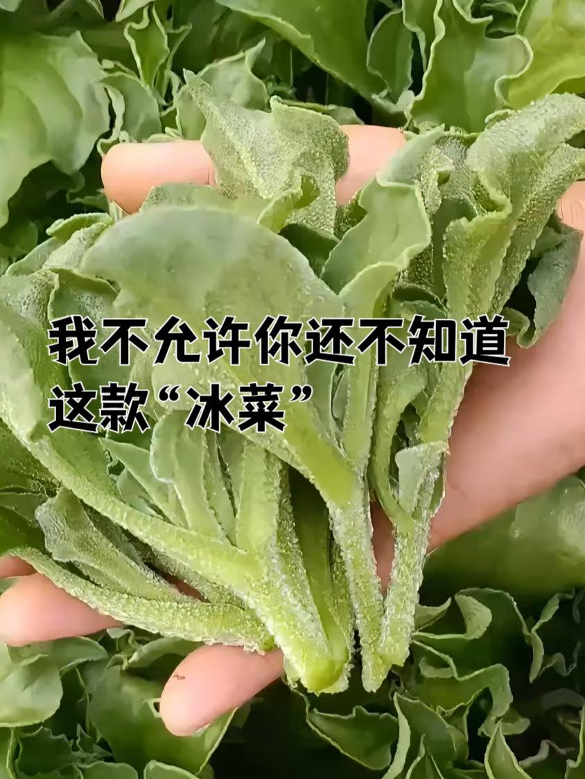 什么?冰菜你没听说过?
