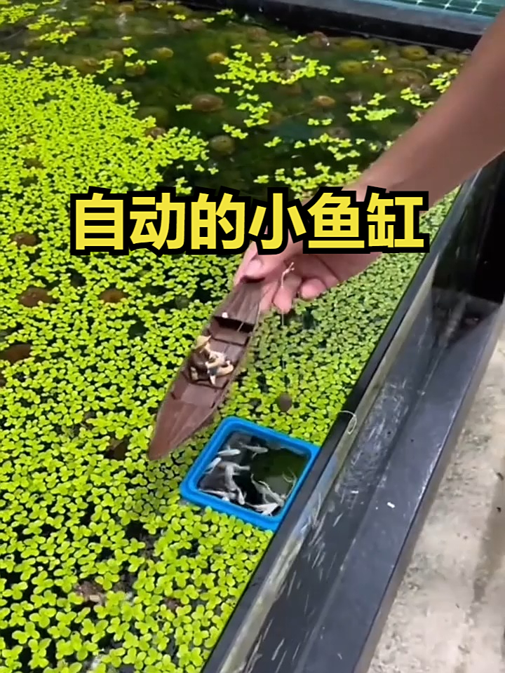 自动的小鱼缸!