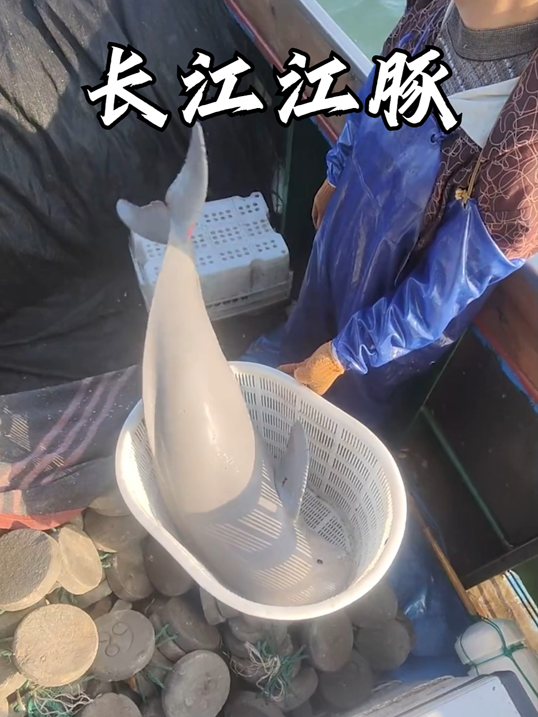 长江街溜子江豚,比大熊猫地位还高的牢底坐穿兽