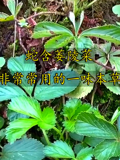 蛇含萎陵菜,非常常用的一味本草,带你了解它有啥不为人知的好处