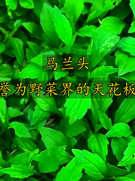 马兰头堪称野菜界“大明星”,鲜香可口超迷人,家常吃饭常相伴