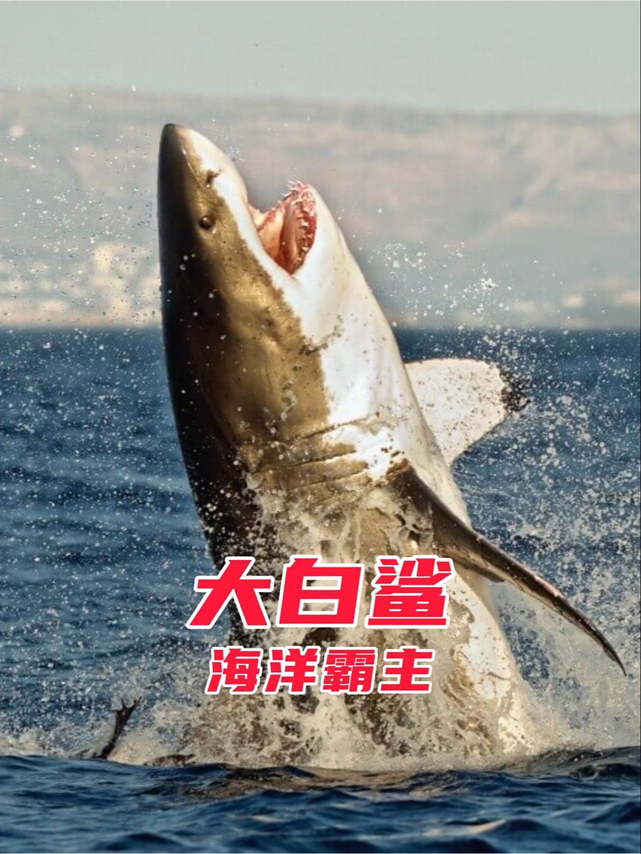 大白鲨,海里最恐怖的鲨鱼,牙齿锋利如刀,能闻到2公里外一滴血