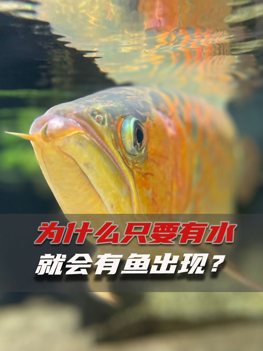 为啥只要有水就会有鱼出现?这鱼都是从哪来的?涨知识了