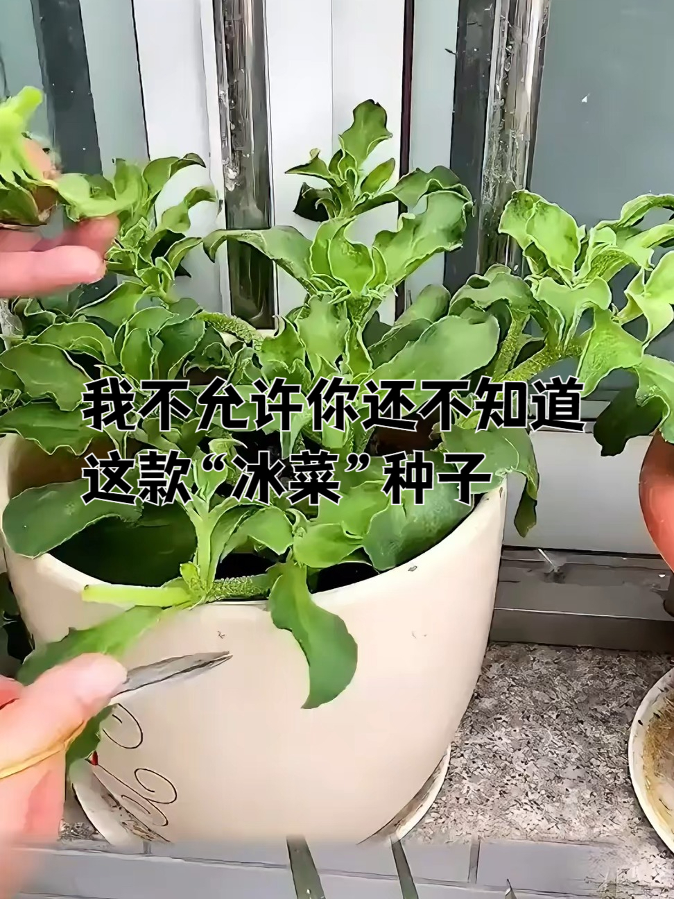 四月种冰菜,六月吃上瘾!