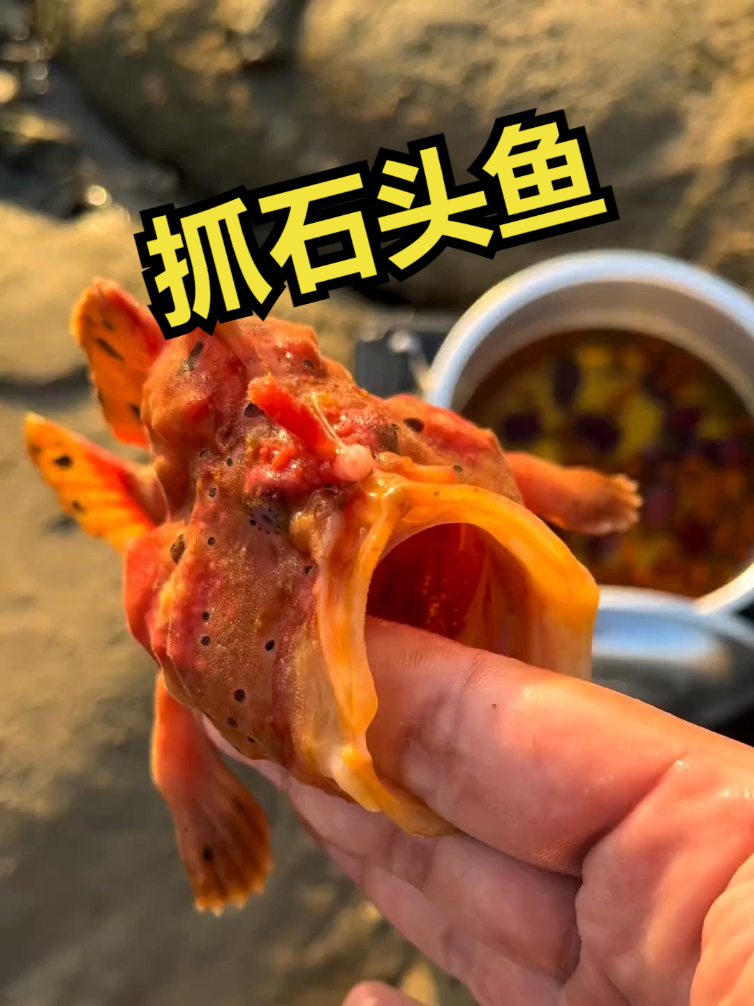 赶海觅食,抓石头鱼