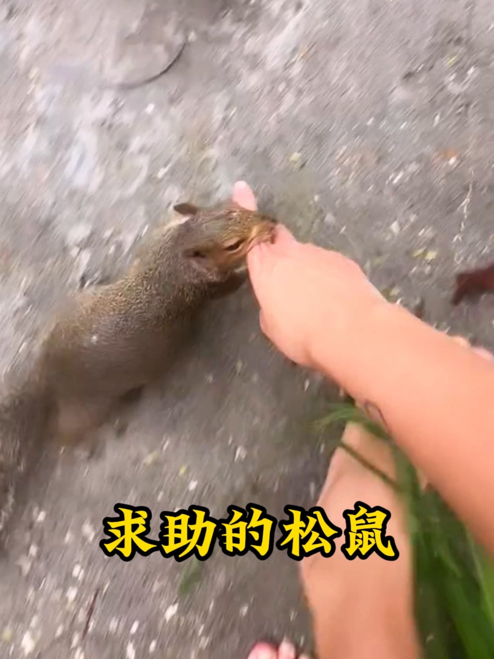 松鼠咬住女孩的手指往一处方向拉,原来是为了向人类求助