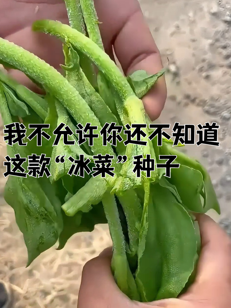 三天出苗!冰菜种子好种又省心