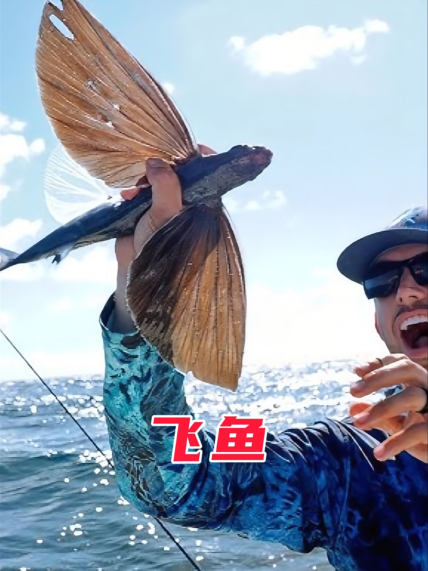 一次能飞400米的飞鱼,它们的命运却是一场永无止境的逃亡