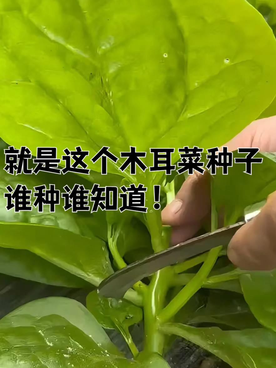 懒人也能种木耳菜,三天冒芽十天吃!