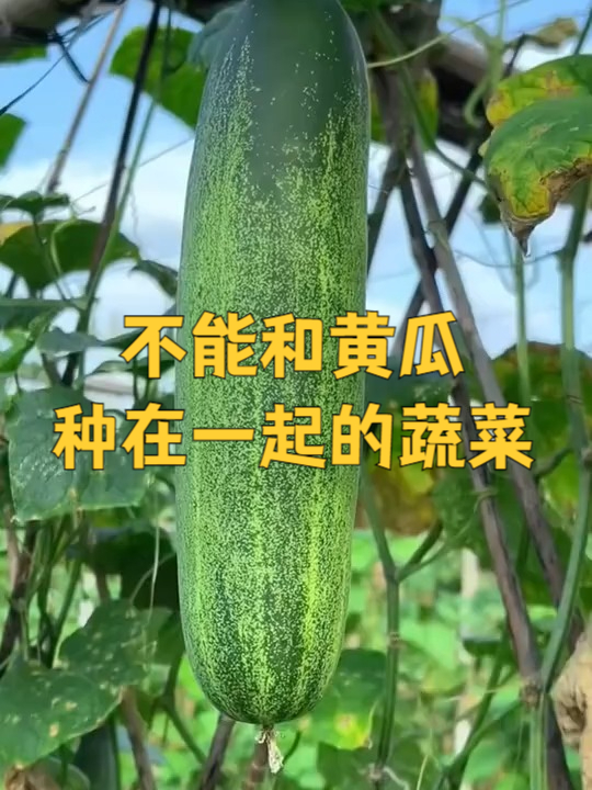 黄瓜种植禁忌,这些蔬菜千万不能种在一起!