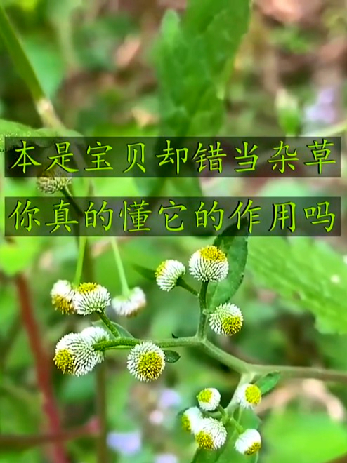 原来“鱼眼草”长这样,模样新奇又特别,看看你认得不?