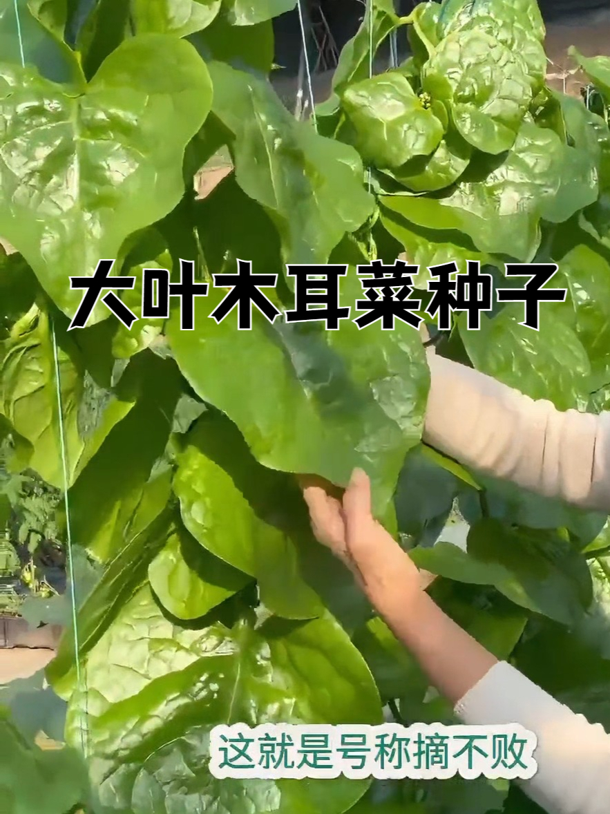 50岁+必种!大叶木耳菜种子,一撒就活超省心