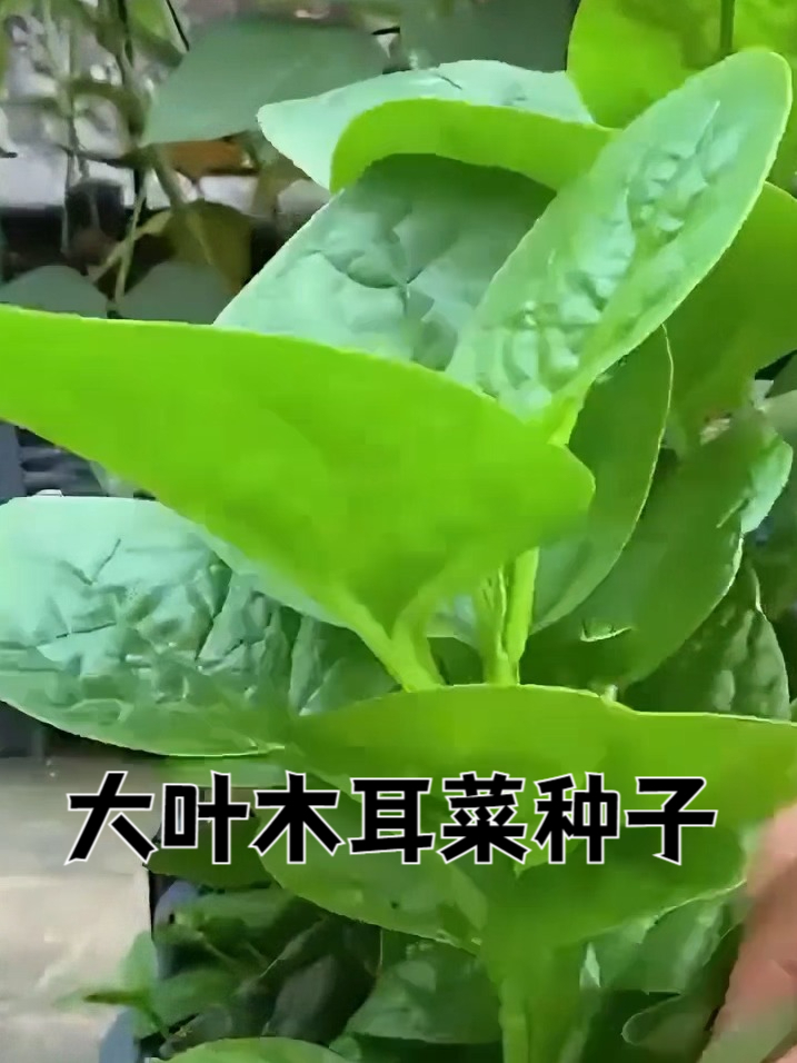 高产又好吃!大叶木耳菜种子,老邻居都抢着买