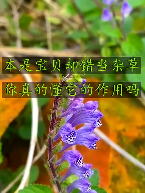 韩信草也叫大力草,好处多多,快瞅瞅家乡有这宝贝没