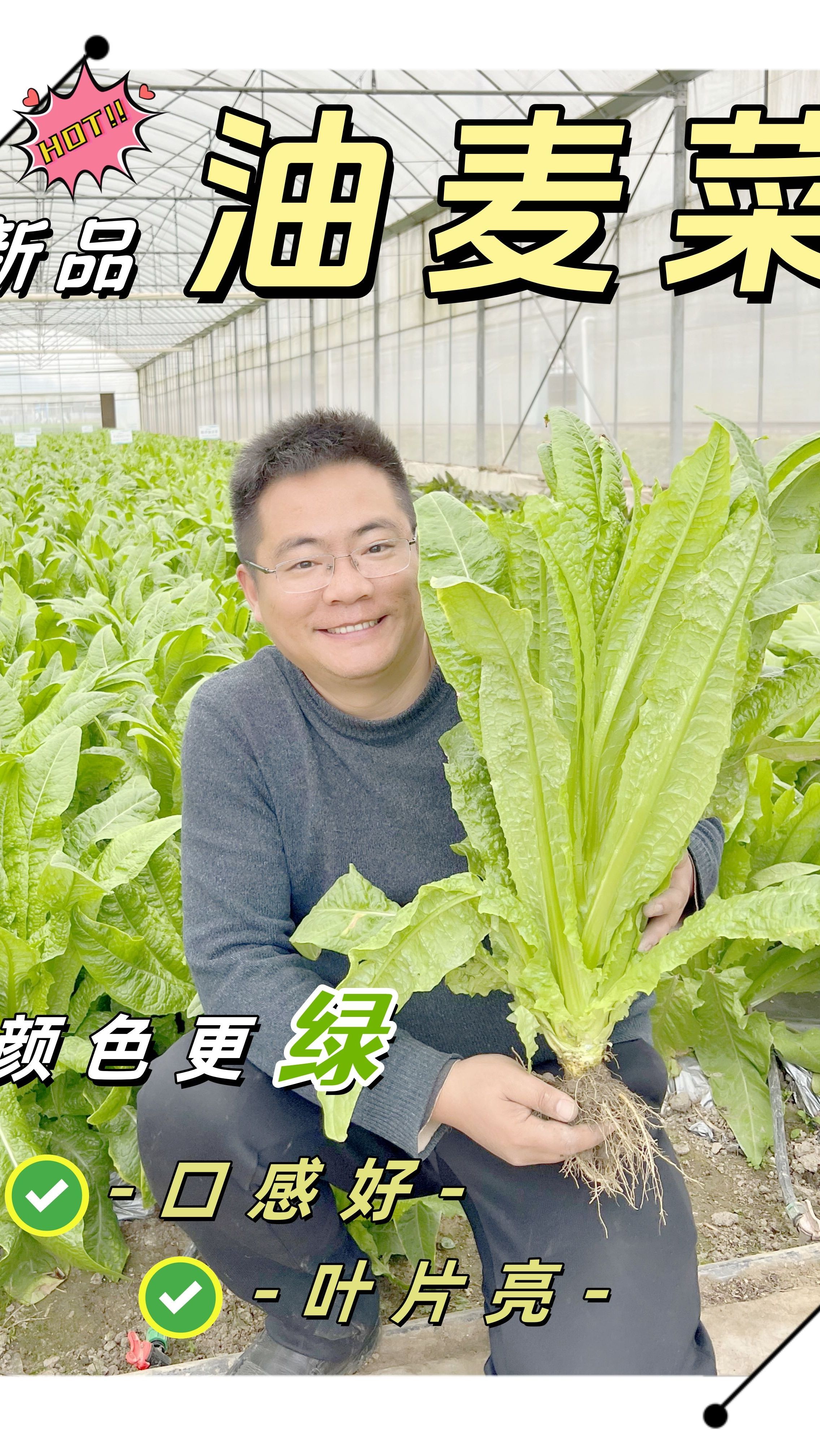 新品油麦菜品种推荐