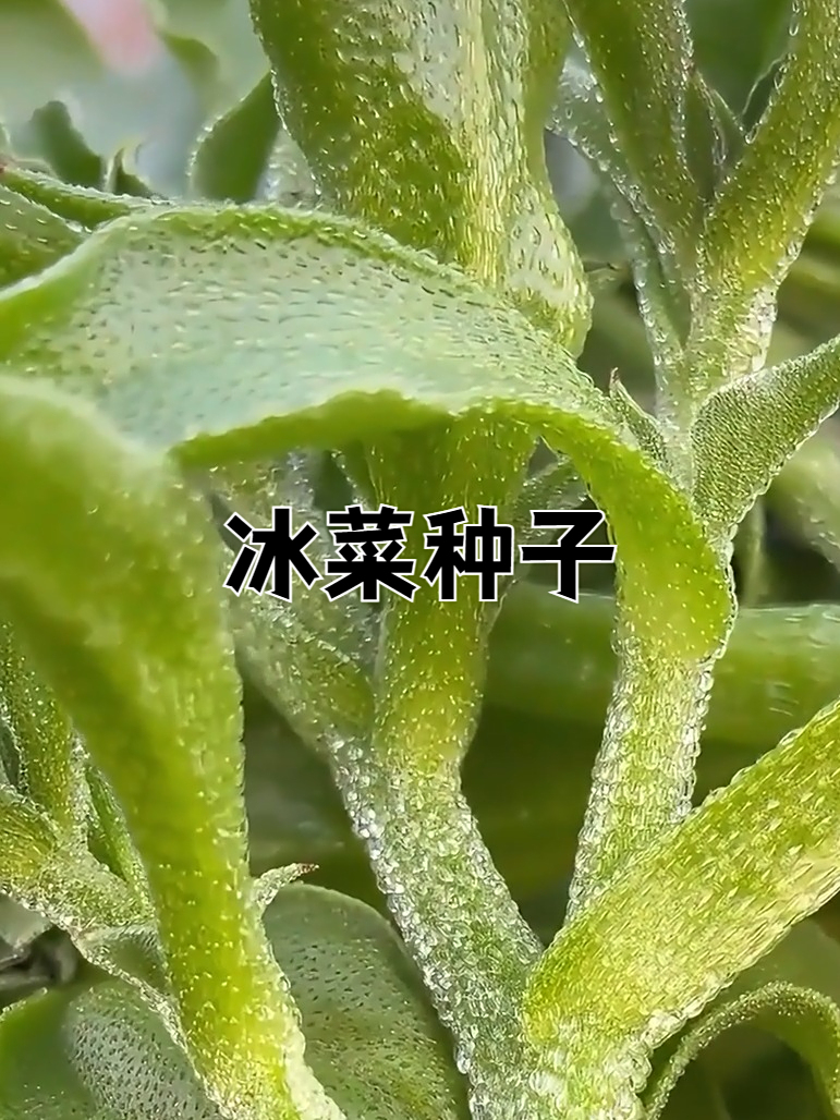 好吃营养价值高的冰菜,该种了