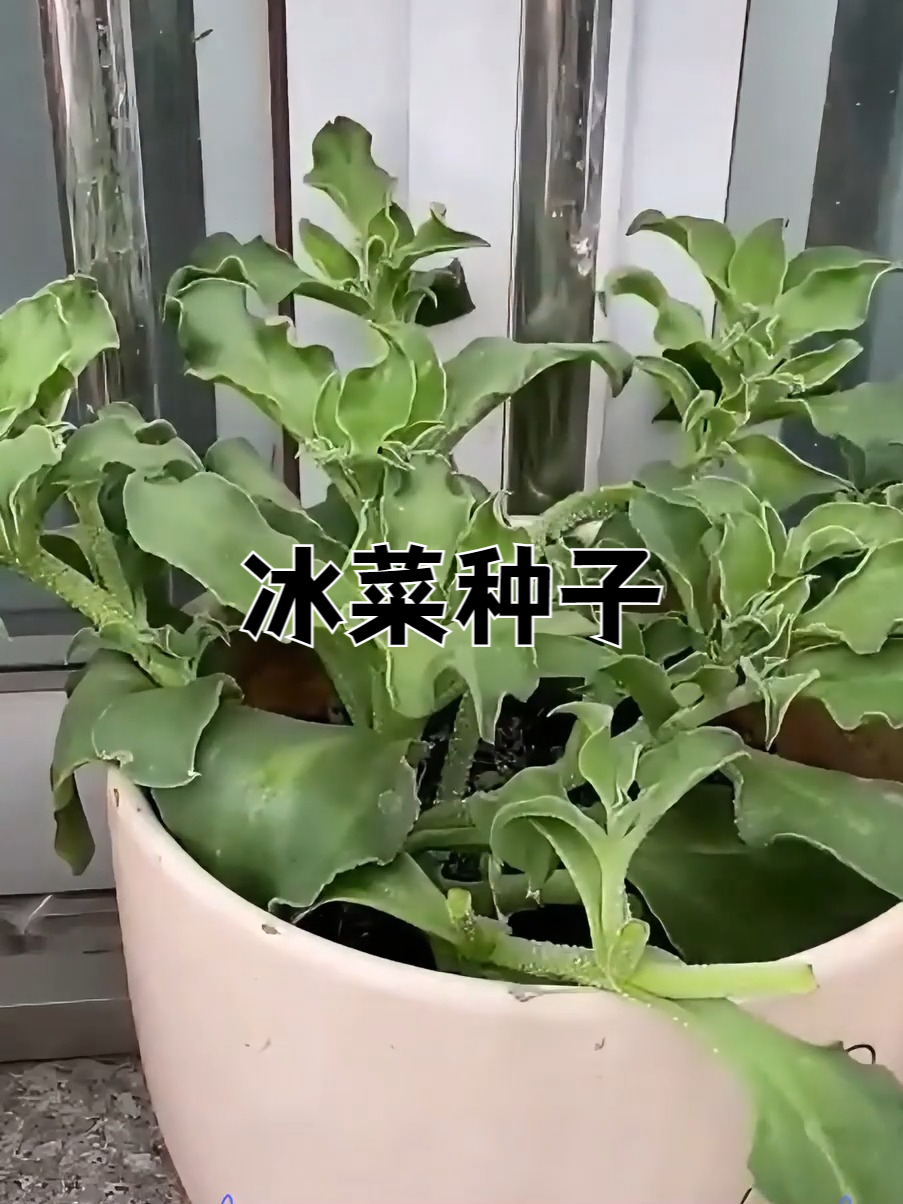 水晶冰菜,您见过吗?