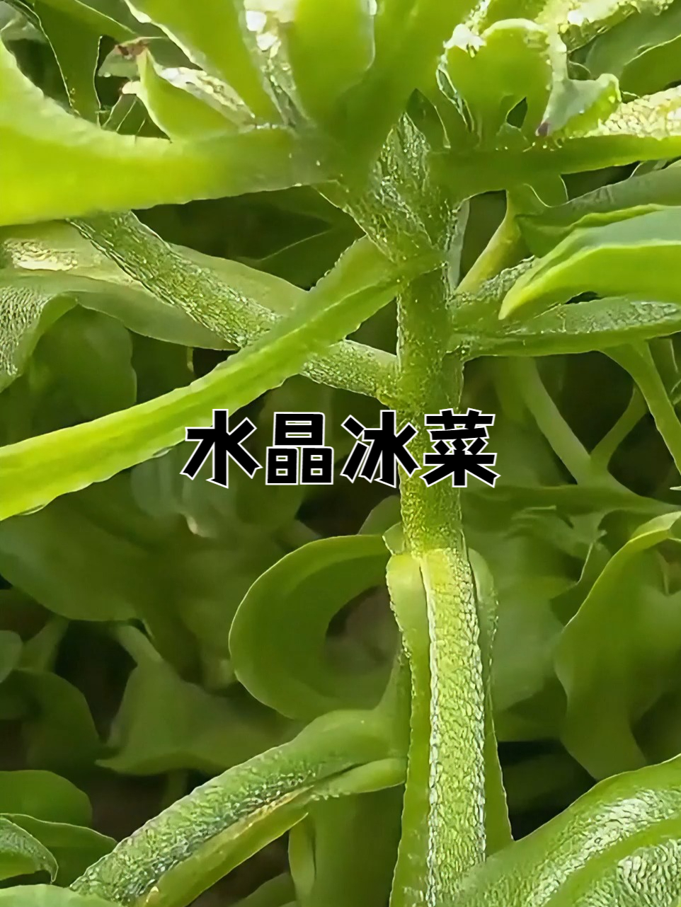 水晶冰菜,很多人没吃过,真的自己种上几颗,好吃营养