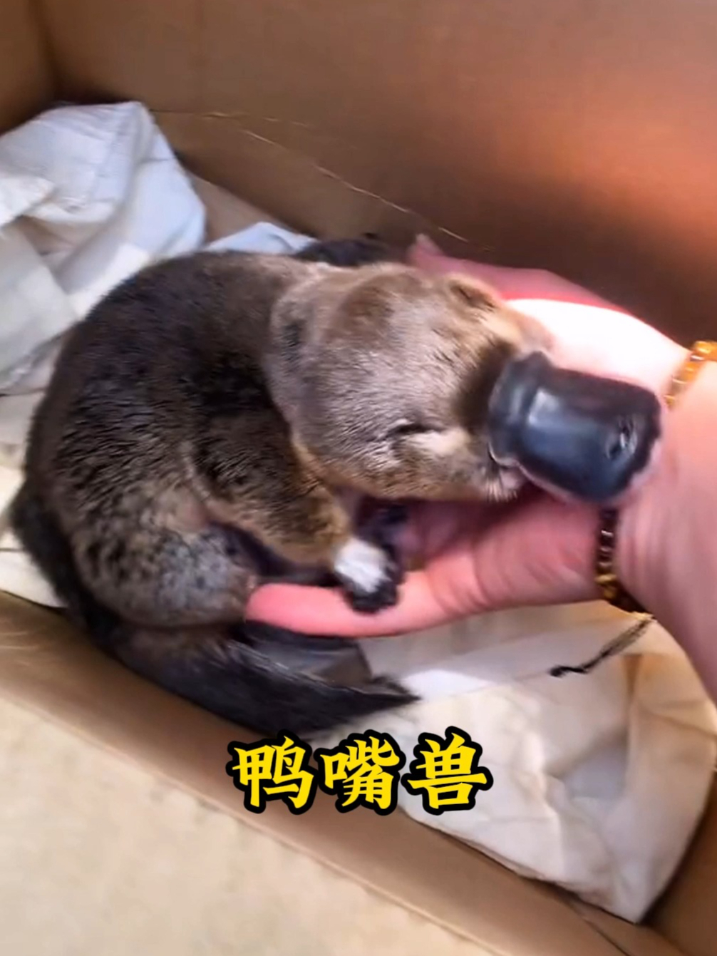 小哥钓了一只鸭嘴兽,将它带回家照顾,最后想要赖在家里白吃白喝