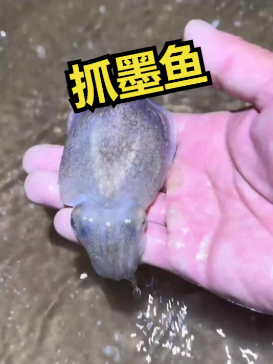 赶海觅食,抓墨鱼