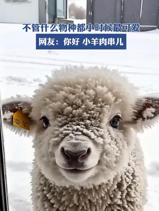 特别可爱的一个小羊,你好小羊肉串儿