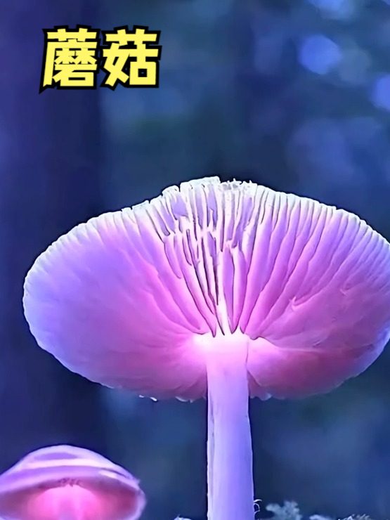 这么好看的蘑菇,毒素究竟是怎么来的