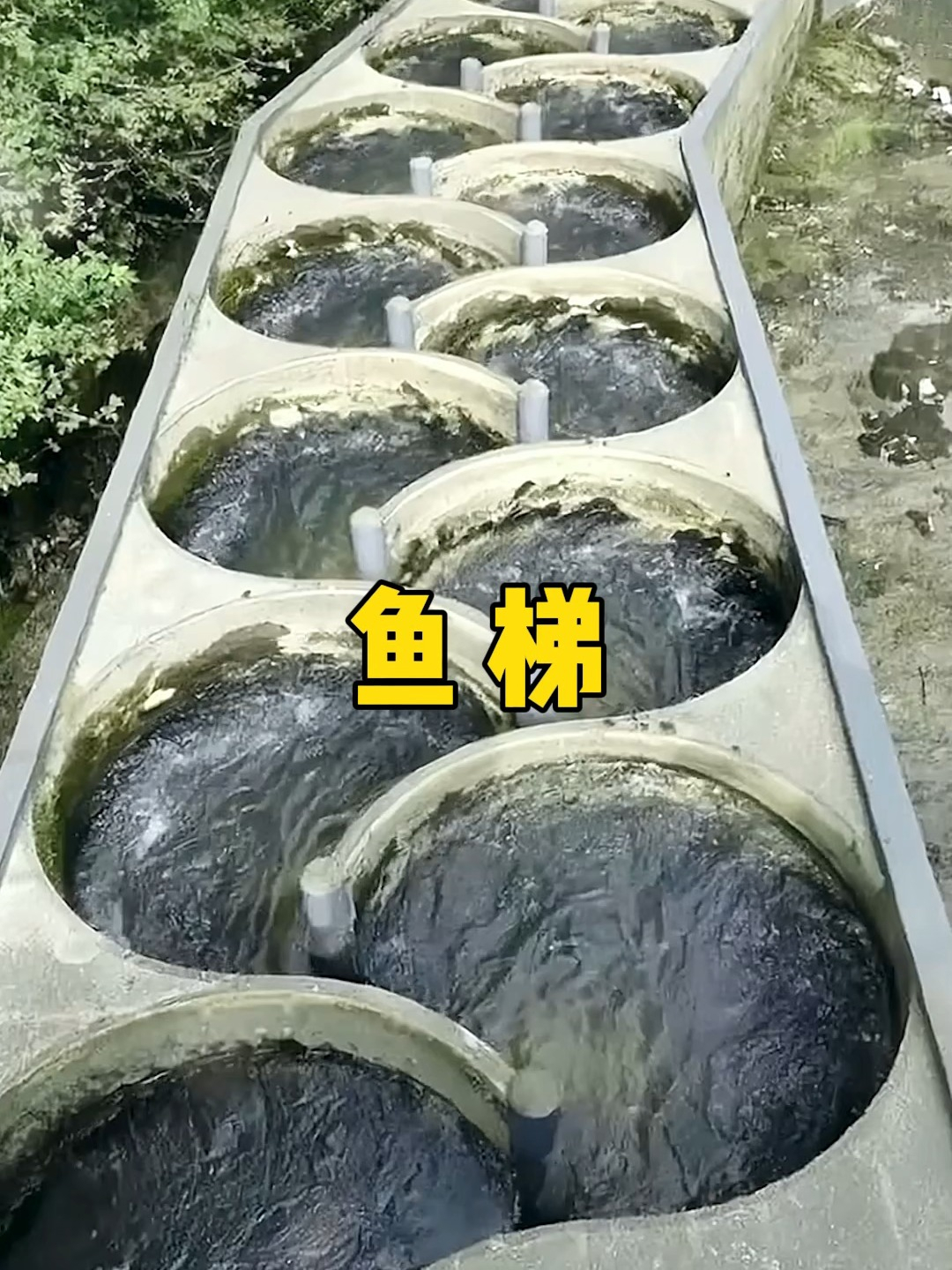鱼儿是怎么通过鱼道洄游的?