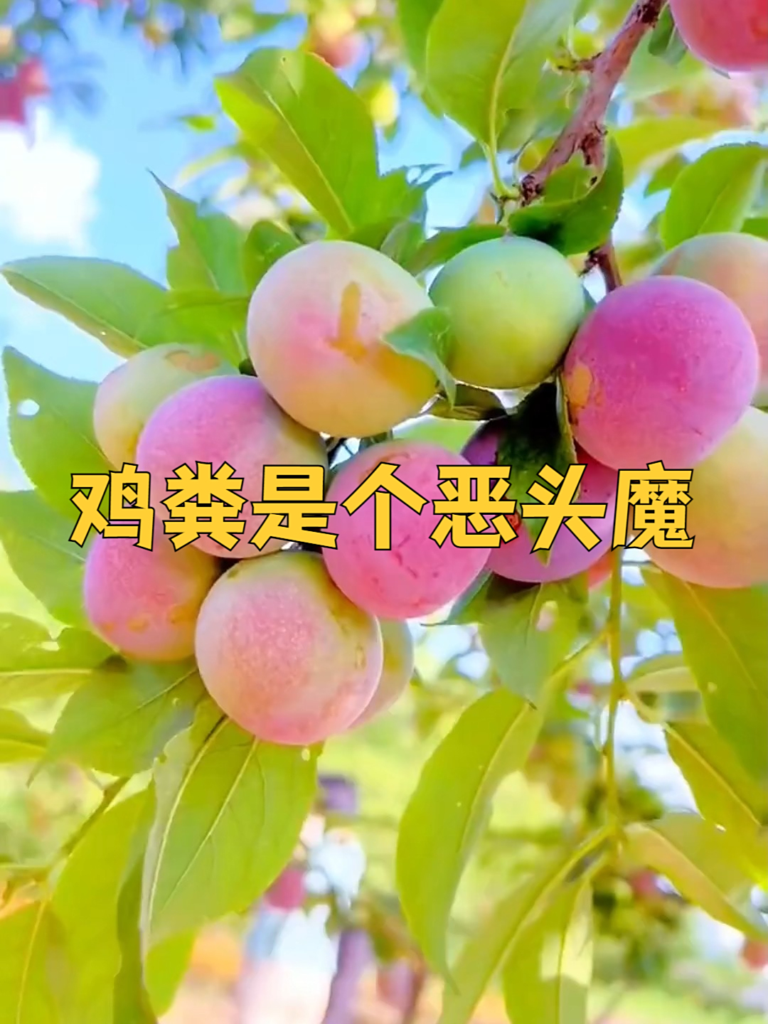 鸡粪这样处理,肥效翻倍不烧苗