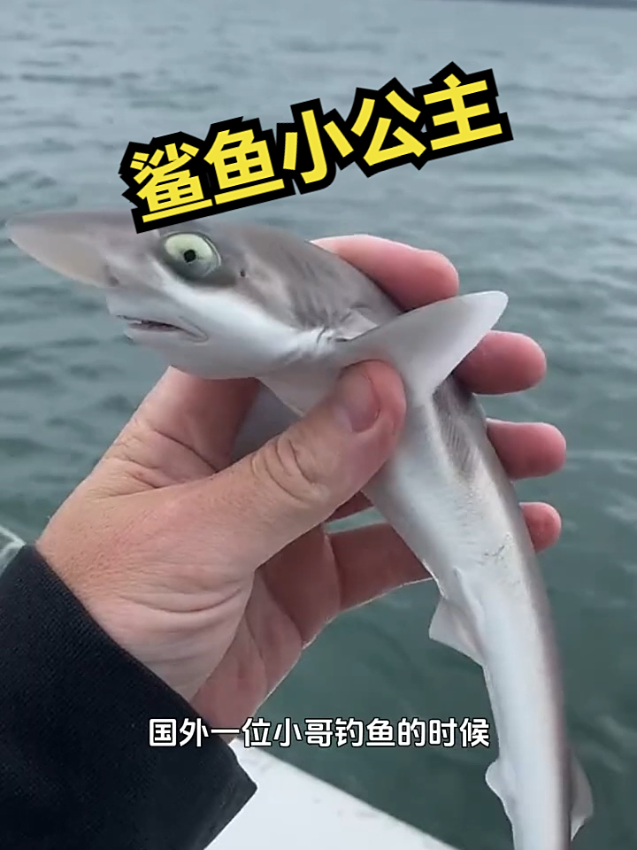 鲨鱼小公主居然被小哥钓上来了