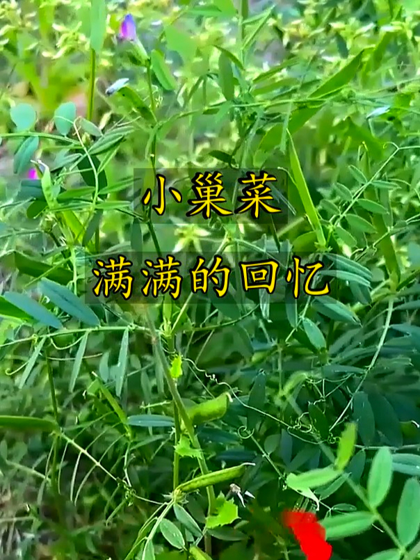 小巢菜新鲜可口,藏着儿时家的味道,一口吃出满满旧时光