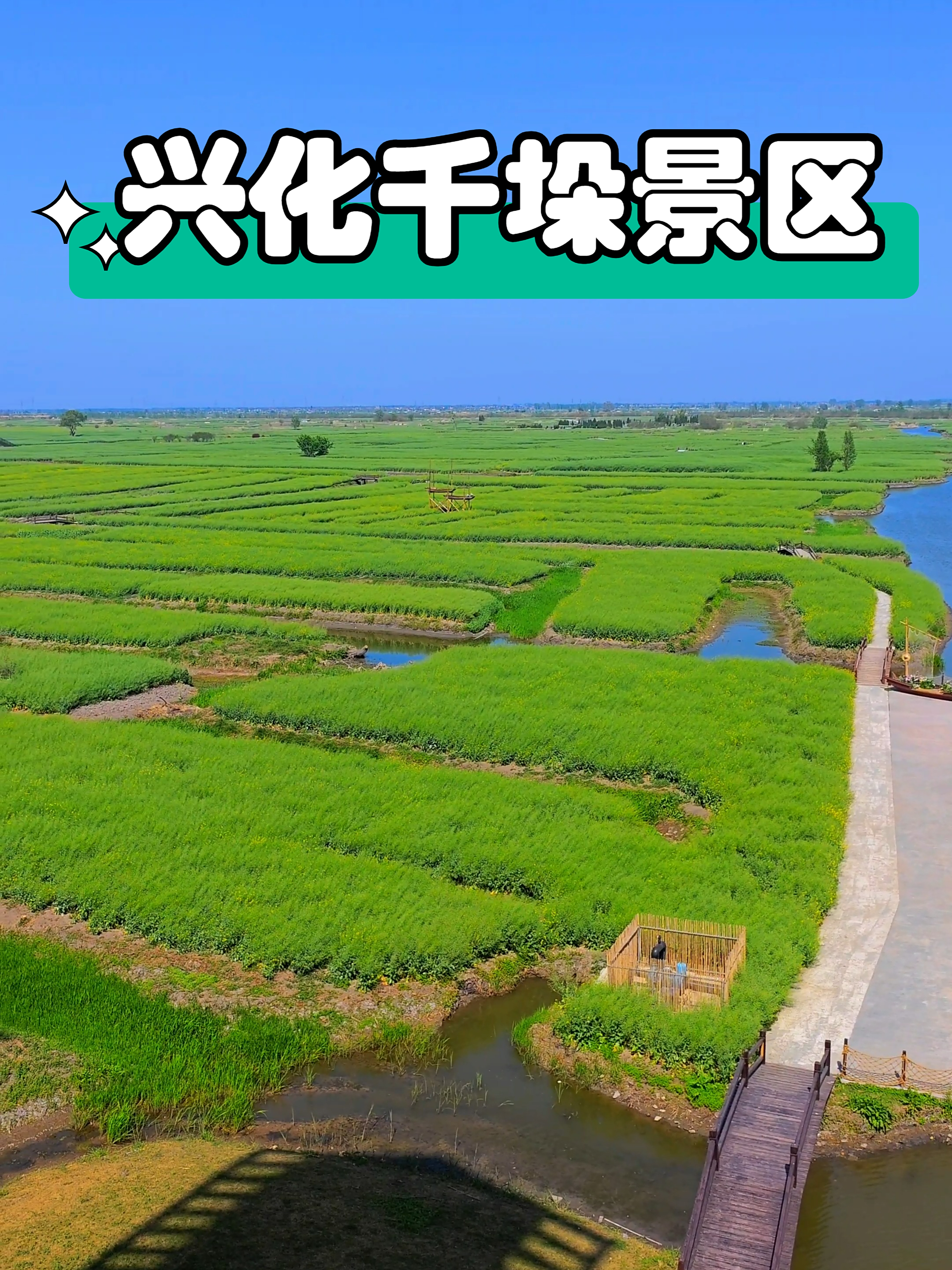 兴化千垛景区,水上油菜花海落幕了,变成了一大块绿色油菜地毯