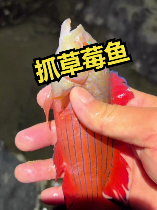 赶海觅食,抓草莓鱼