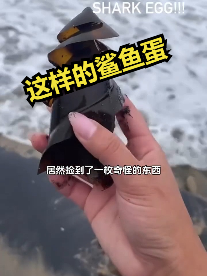 这样的鲨鱼蛋你们见过吗