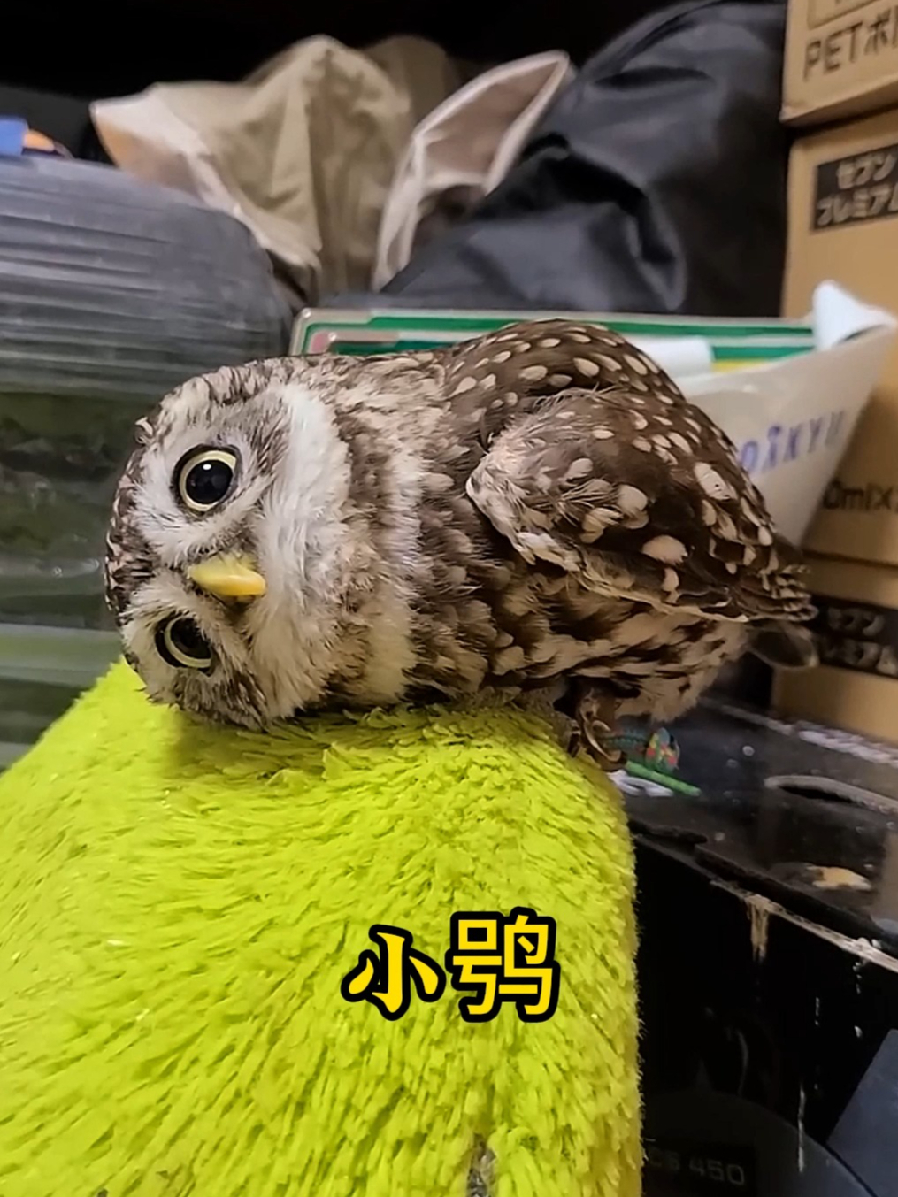 小哥救了一只被遗弃的猫头鹰,它不仅可爱粘人,还特别爱洗澡