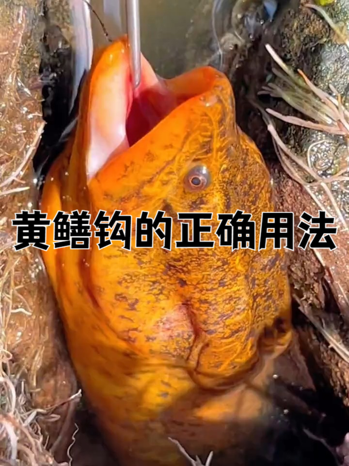 黄鳝钩的正确用法!找准鳝洞下钩,5分钟就中鱼!