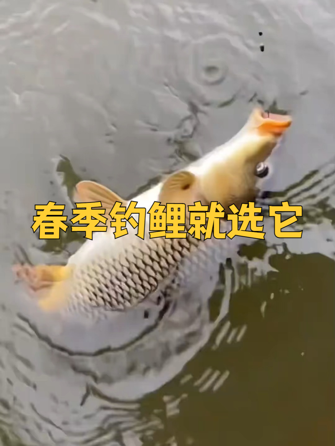化氏老红薯饵,红薯味型浓郁,鲤鱼进窝快,吃口猛