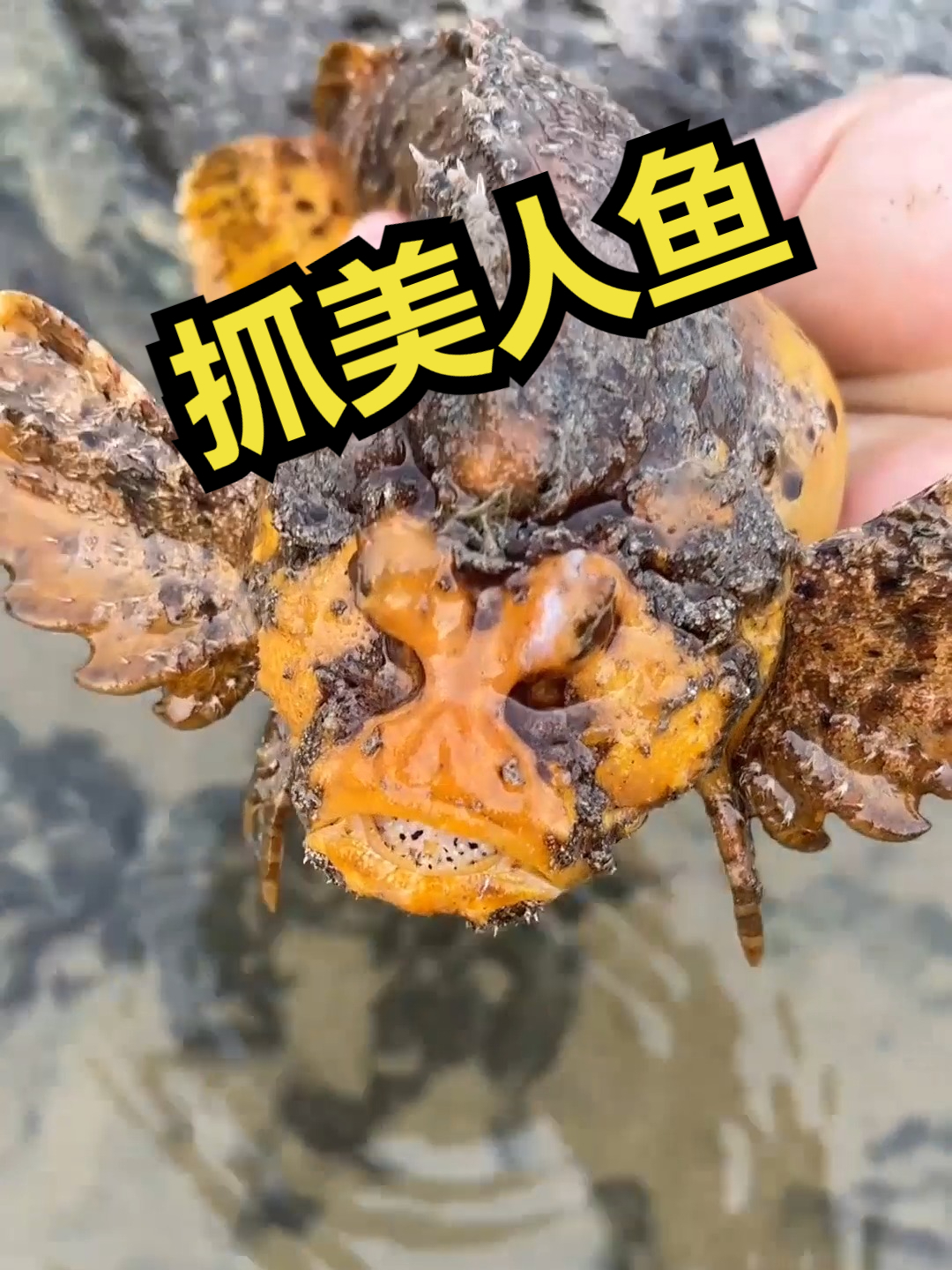 赶海觅食,抓美人鱼