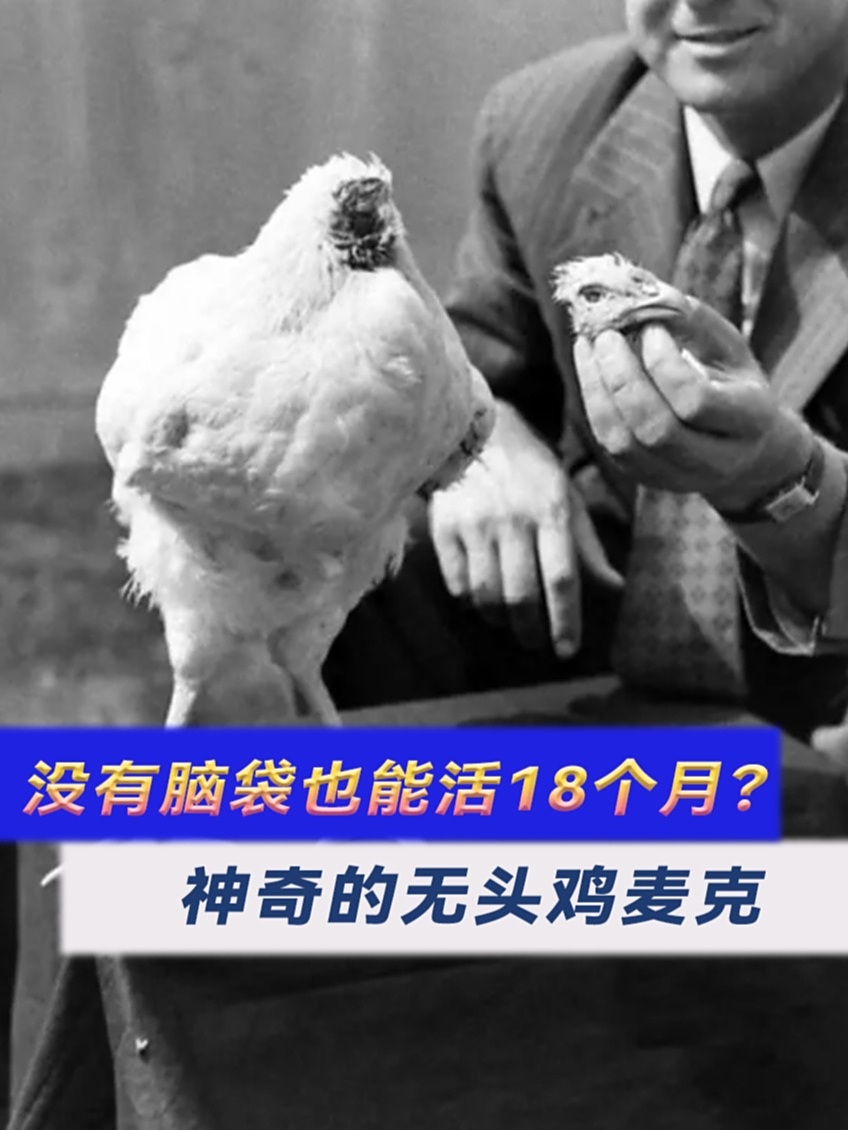 没有脑袋也能活18个月?神奇的无头鸡麦克 涨知识了