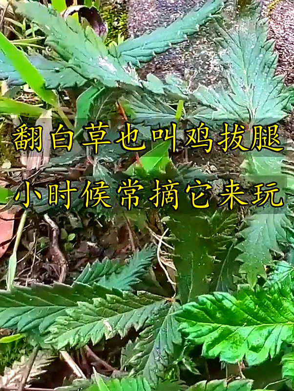翻白草也叫它鸡拔腿,清热解燥还润体,好处多多你可晓得?