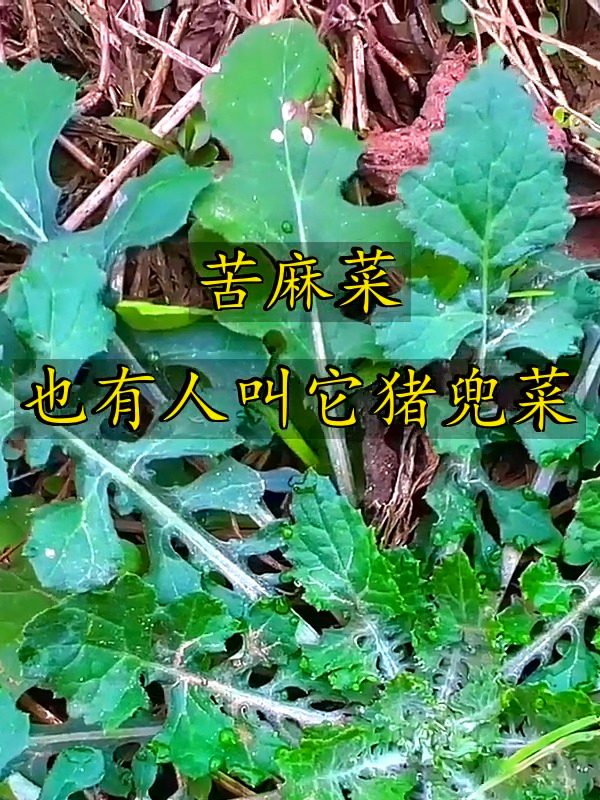 苦麻菜有人叫它猪兜菜,清爽可口营养棒,你家田间地头有没有它?