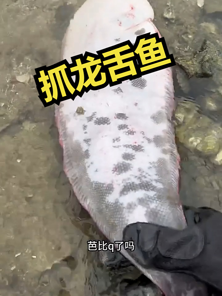 赶海觅食,抓龙舌鱼