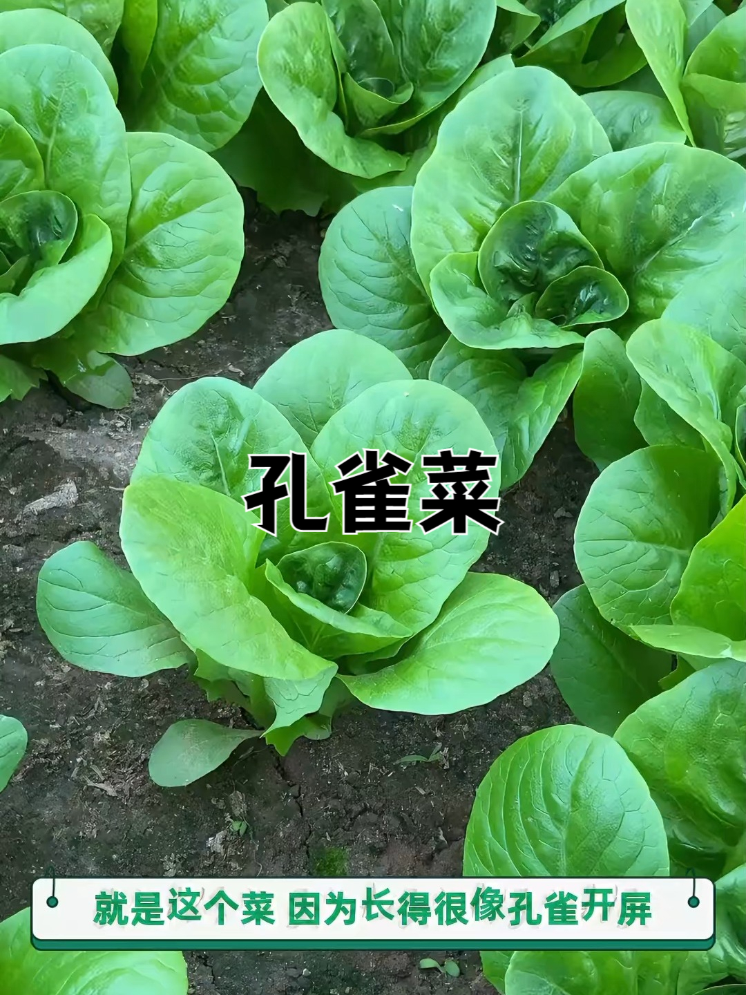 老伴念叨的菜,终于找到种子了!