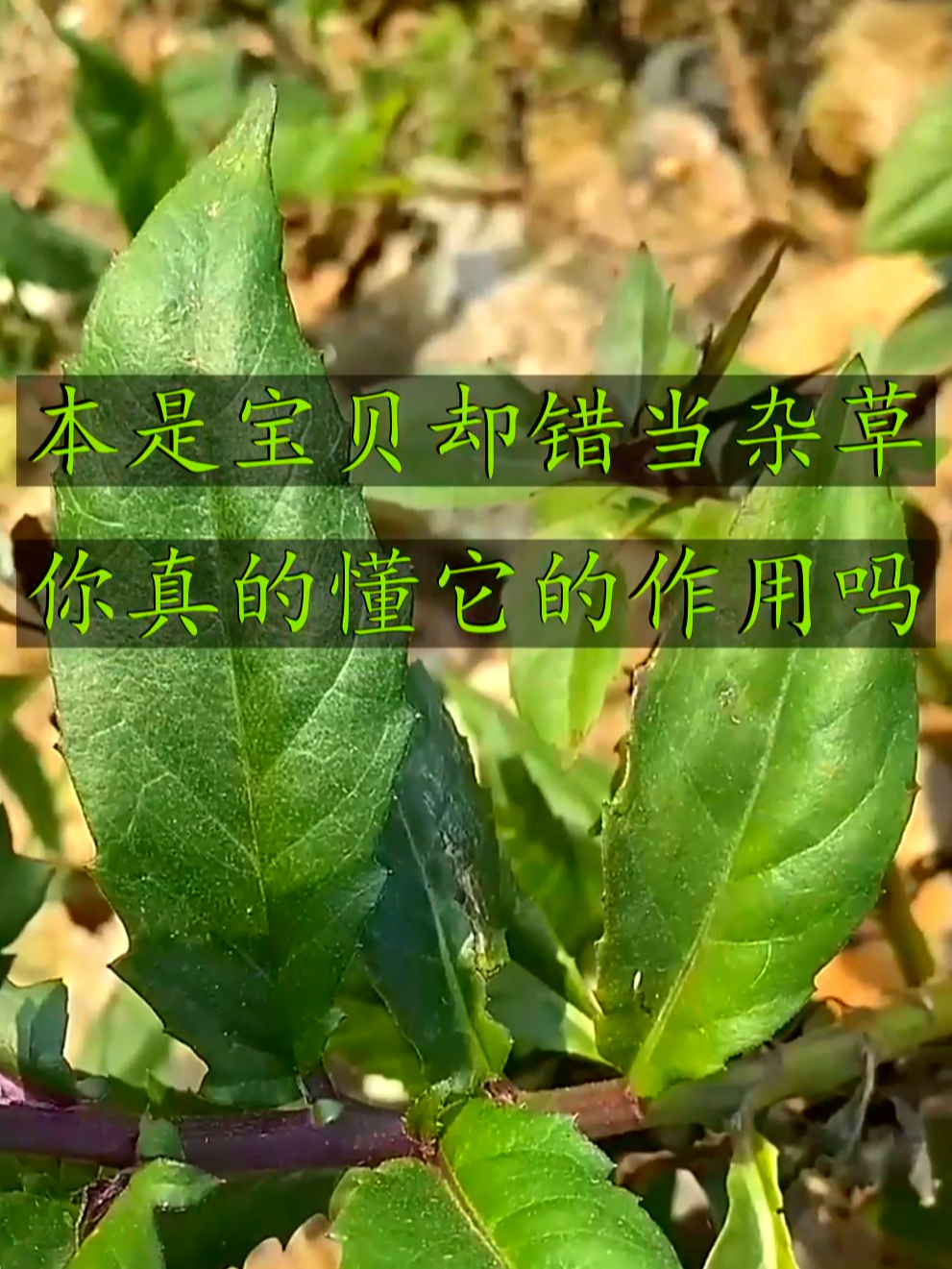 红凤菜也叫血皮菜,是大自然给咱的宝贝,养元气效果着实不一般