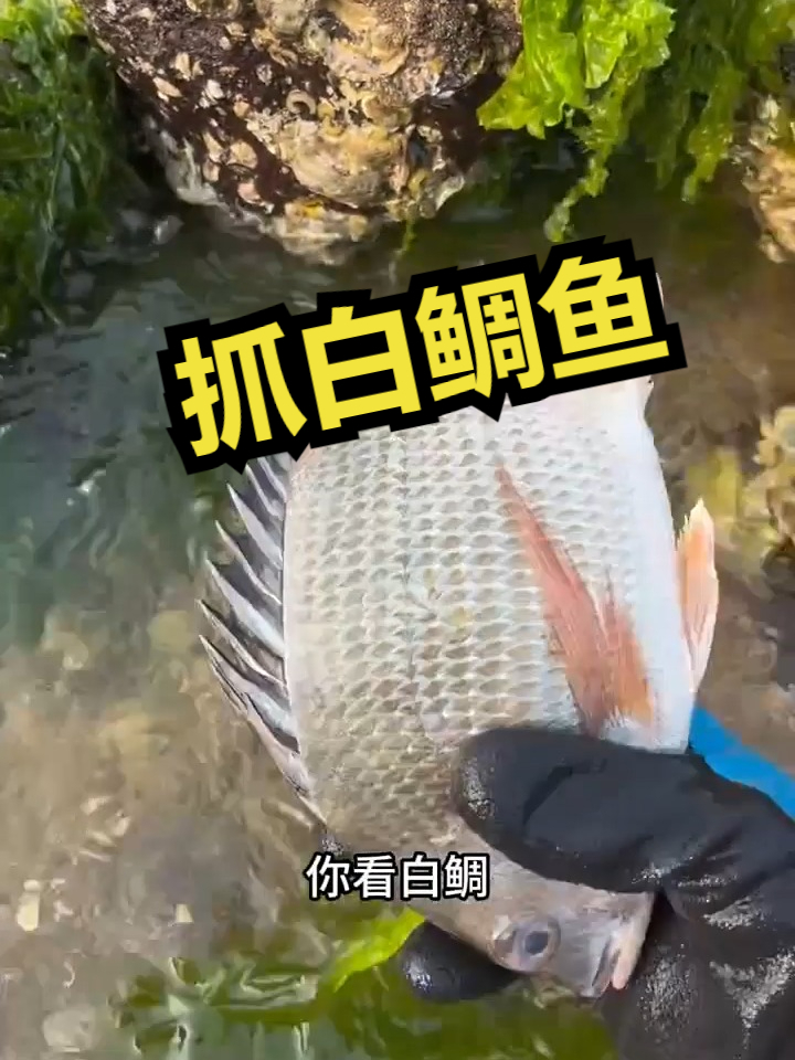 赶海觅食,抓白鲷鱼