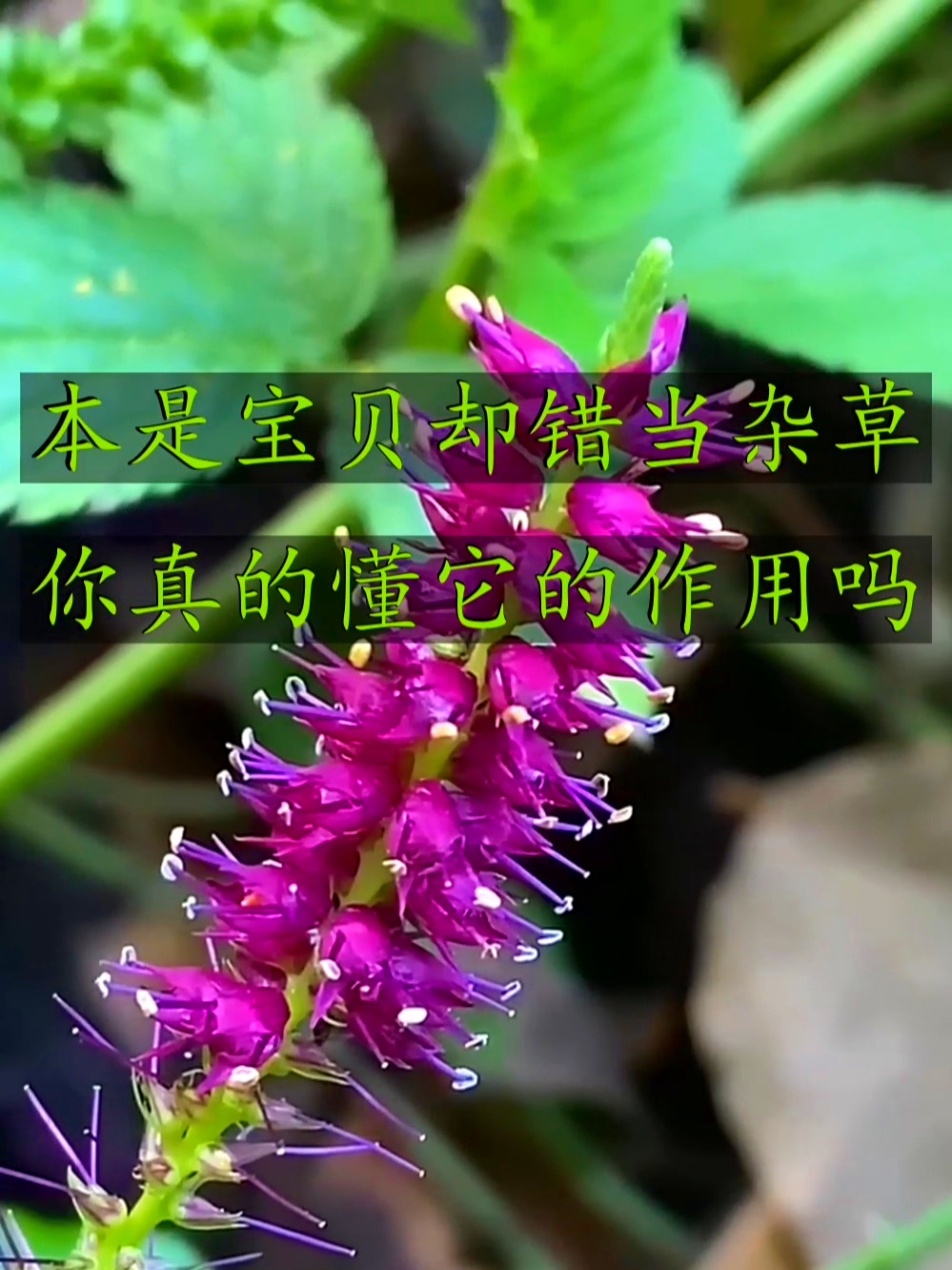四方麻原来长成这样,别小瞧这植物,对咱身体益养可有招